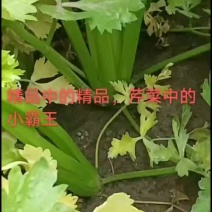 精品芹菜订货中，货源充足，保质保量，欢迎来电咨询