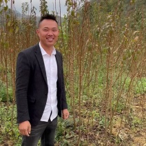 贵州镇宁六马正宗蜂糖李子苗嫁接苗果树苗批发