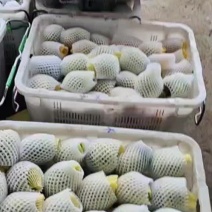 释迦果