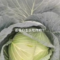 有莲花白出售价格0.12元一斤