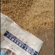 黄豆