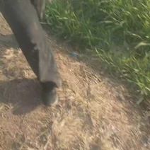 山东临沂万亩橄榄已上市口感很好价格便宜个头不大不小颜色青