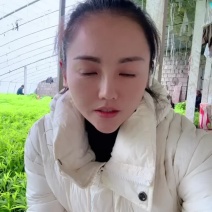 苏北上万亩芦蒿产业基地温室大棚芦蒿上市口感嫩量大。