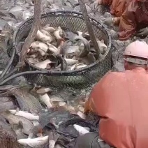 鲤鱼建鲤池鲤鱼湖南省贵州江苏鲤鱼