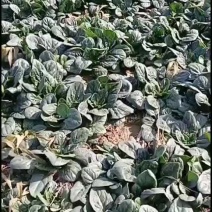陆地趴地菠菜上市大量有货