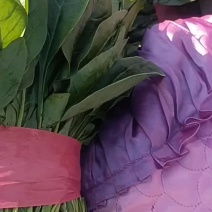 精品菠菜