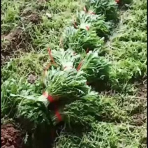 高青县茼蒿
