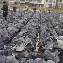 预售，紫甘蓝万亩基地，厂地直接发货。