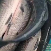 螺丝乌青鱼9到15斤塘口价运费另算