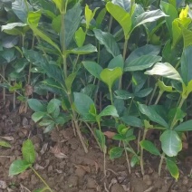 苗圃供应栀子花地苗栀子花杯苗栀子花毛球大叶栀子花小叶栀子