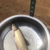 大草鱼鲩鱼A级货