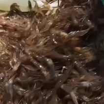 淡水河虾