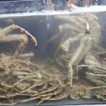 活体帝王蟹，大连发货，保鲜不包活，走量