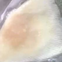 新鲜鳐鱼翅鳐鱼