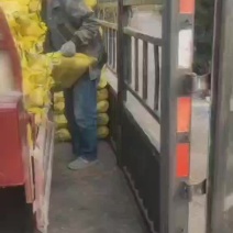 出售平菇出菇菌包22/50的袋子玉米芯棉壳棉渣混合料
