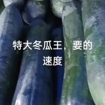 冬瓜专业种植，个头大条形好颜色正，专业代办18年