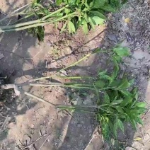 洒金珊瑚