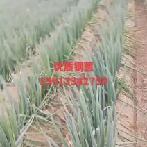 大葱