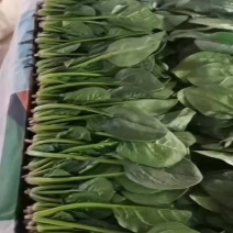 山东菠菜精品菠菜大量有货产地直供一手活跃代发全国欢