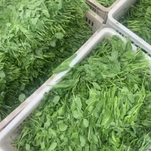 豌豆尖