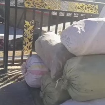 桑黄大量有货