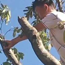 山荔枝