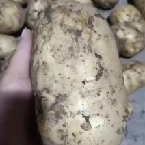 土豆