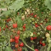 优质圣女果贝贝口感好质量优价格合理。