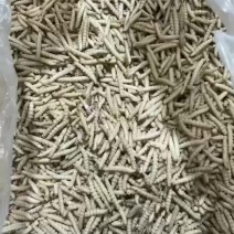 干水熟冻小竹虫来自森山老林别具一味的竹香美味可口