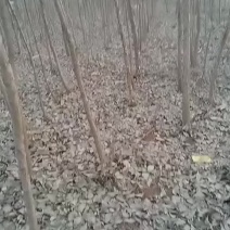流苏树油根子