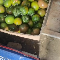 正宗的盘锦碱地柿子，正在收货中