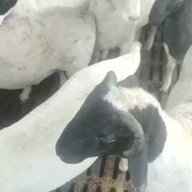 杜波肉羊