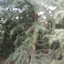 木材