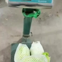 西生菜