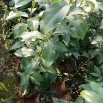 八角苗大红八角苗直生苗嫁接苗广西发货