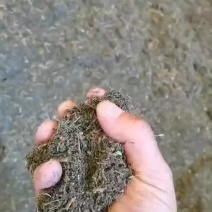 甜叶菊草料，适合牛羊猪鸡鸭鹅各种养殖，粗细度适中，好消化