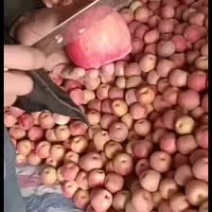 阿克苏冰糖心苹果
