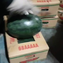 一级黑美人