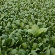 油菜