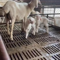 多胎多肉杜寒改良母羊