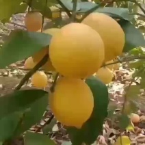精品柠檬🍋诚信发货实价，需要的联系，市场电商都有