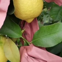 黄柠檬