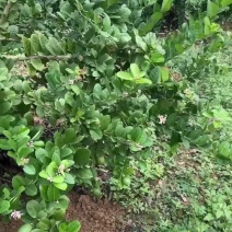 满树都是香水柠檬
