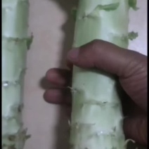 云南精品莴笋