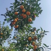 沃柑，沙糖桔，玉米粒，稻谷