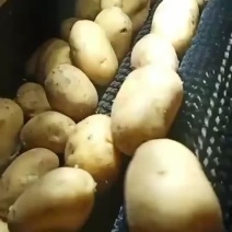 万亩土豆大量库存精品黄金薯，沃土，EV商品薯价格美丽