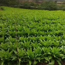 油麦菜