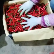 小米辣