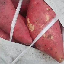 沙地半沙地大叶红西瓜红广薯87量大，品质好价格优