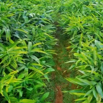 姜型多花不倒苗黄精包成活包技术包回收